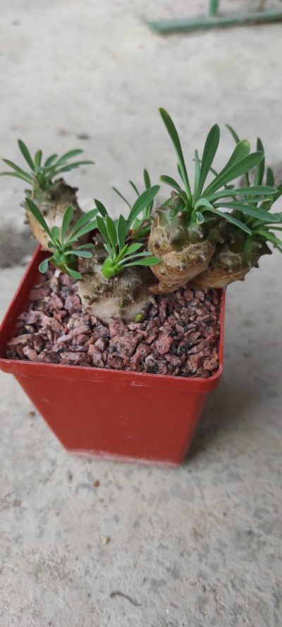 euphorbia juglans( лот 1 ) - Зображення 2