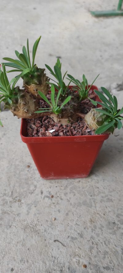euphorbia juglans( лот 1 )