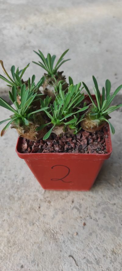 euphorbia juglans( лот 2 )