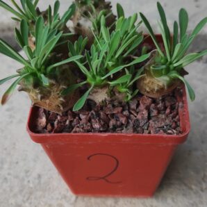 euphorbia juglans( лот 2 )