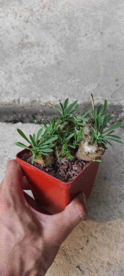 euphorbia juglans( лот 2 ) - Зображення 2