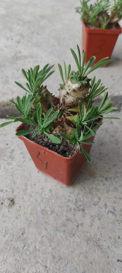 euphorbia juglans ( лот 4 ) - Зображення 2