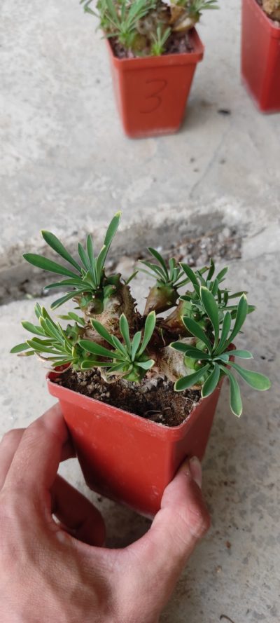 euphorbia juglans ( лот 4 )