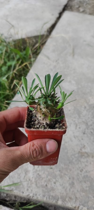 euphorbia juglans ( лот 5 ) - Зображення 2