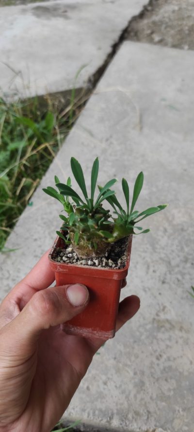euphorbia juglans ( лот 5 )