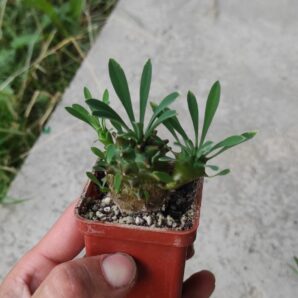 euphorbia juglans ( лот 5 )