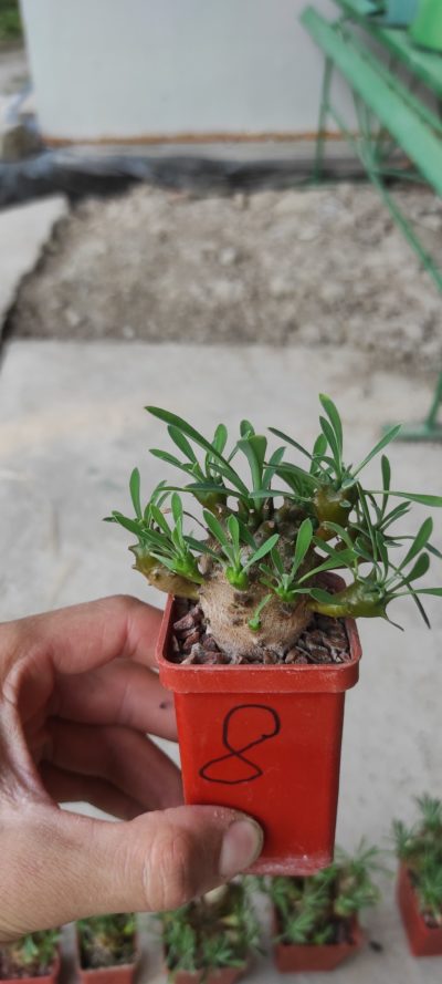 euphorbia juglans ( лот 8 )