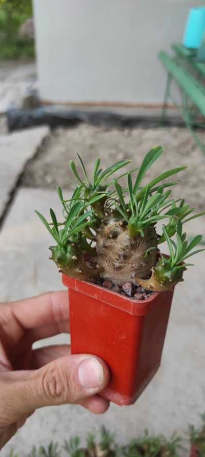 euphorbia juglans ( лот 8 ) - Зображення 2