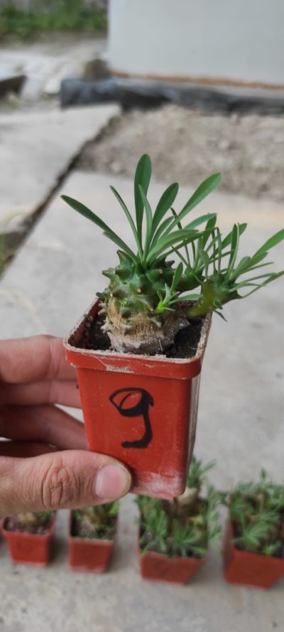 euphorbia juglans ( лот 9 )