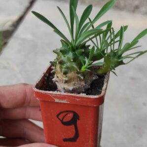euphorbia juglans ( лот 9 )