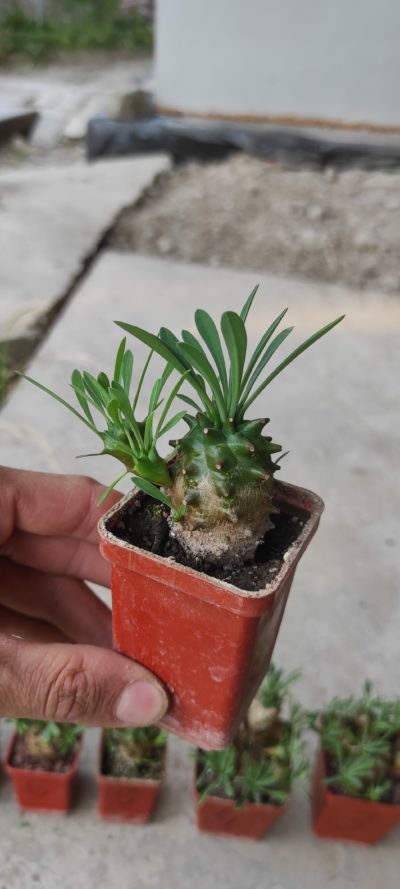 euphorbia juglans ( лот 9 ) - Зображення 2