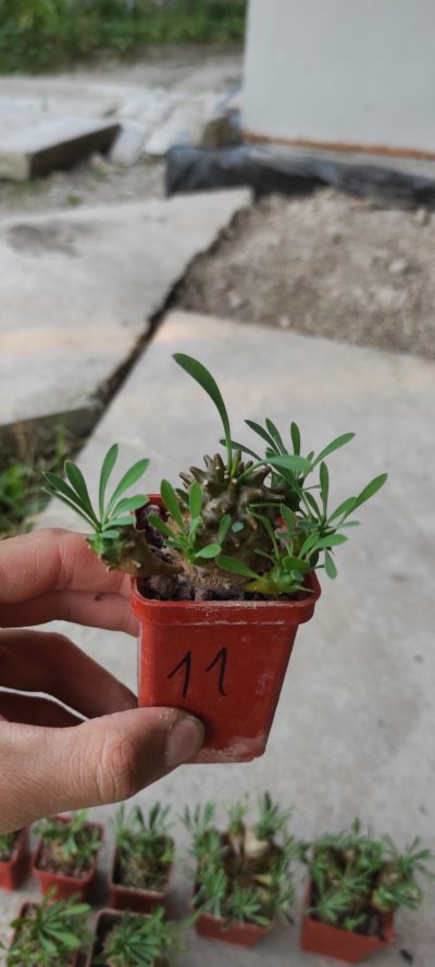 euphorbia juglans ( лот 11 )