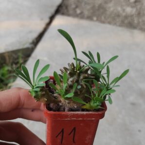 euphorbia juglans ( лот 11 )