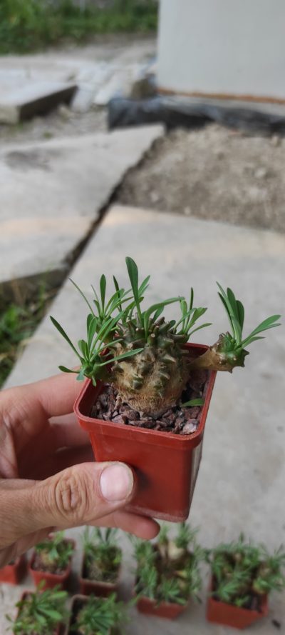 euphorbia juglans ( лот 11 ) - Зображення 2