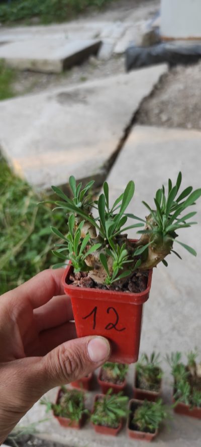 euphorbia juglans ( лот 12 )