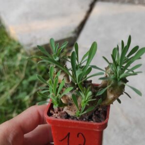 euphorbia juglans ( лот 12 )