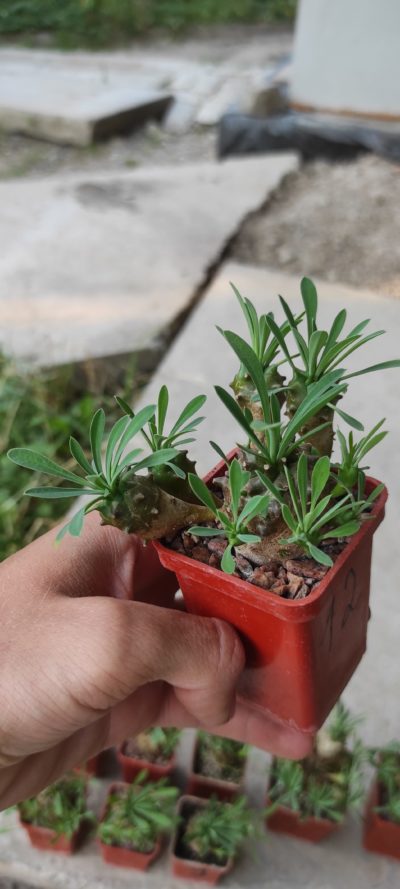 euphorbia juglans ( лот 12 ) - Зображення 2