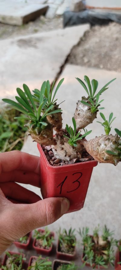 euphorbia juglans ( лот 13 )