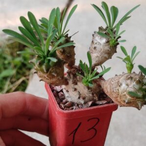 euphorbia juglans ( лот 13 )