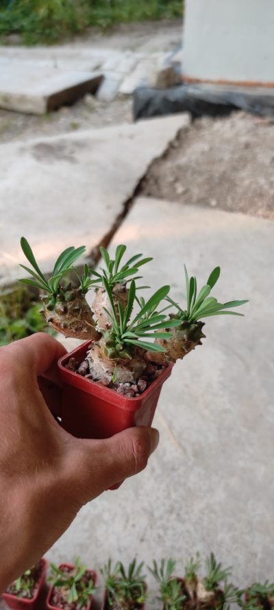 euphorbia juglans ( лот 13 ) - Зображення 2