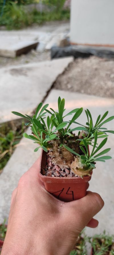 euphorbia juglans ( лот 14 ) - Зображення 2