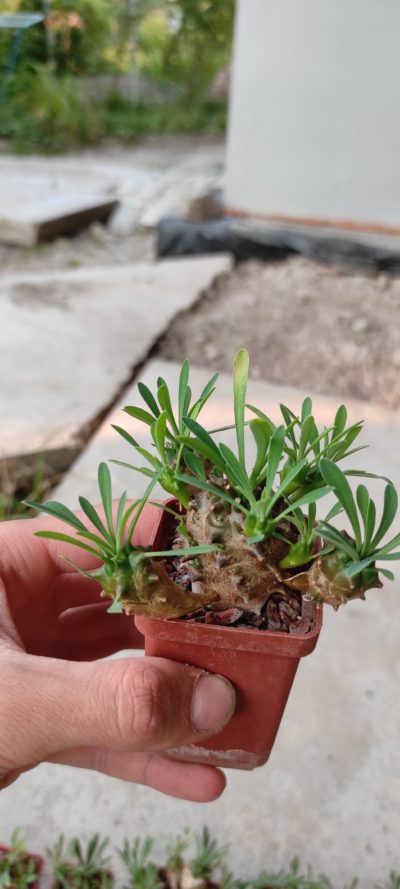 euphorbia juglans ( лот 14 )