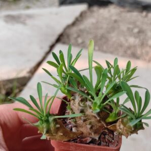 euphorbia juglans ( лот 14 )