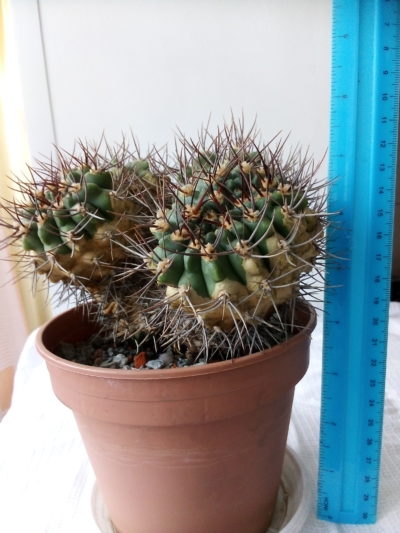 Gymnocalycium mostii ssp.valnicekianum /valnicekianum v.polycentralis/