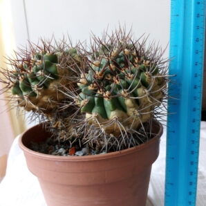 Gymnocalycium mostii ssp.valnicekianum /valnicekianum v.polycentralis/