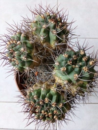 Gymnocalycium mostii ssp.valnicekianum /valnicekianum v.polycentralis/ - Зображення 2