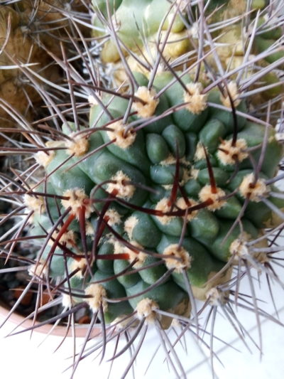 Gymnocalycium mostii ssp.valnicekianum /valnicekianum v.polycentralis/ - Зображення 3