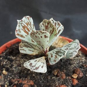 Kalanchoe Rhombopilosa
