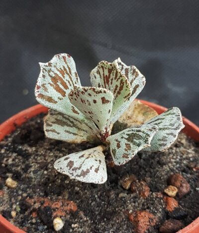 Kalanchoe Rhombopilosa