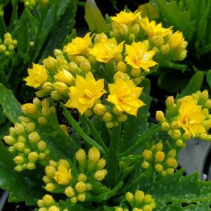 Kalanchoe katapifa "Hobo"(ажурний лист)