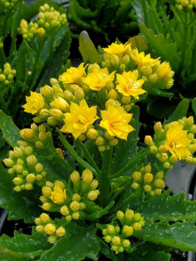 Kalanchoe katapifa "Hobo"(ажурний лист)