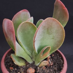 Kalanchoe thyrsiflora Baby finger