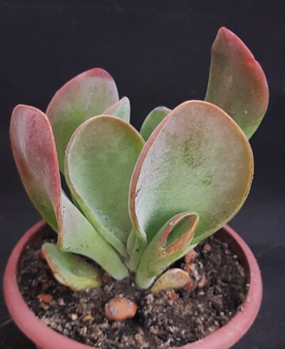 Kalanchoe thyrsiflora Baby finger
