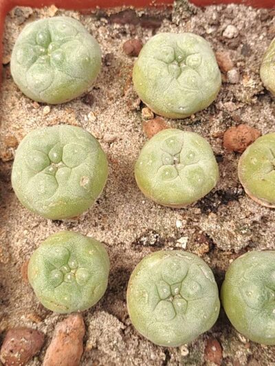 Lophophora echinata - Зображення 2