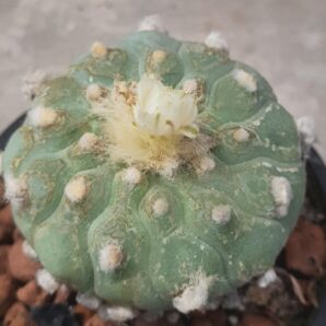 Lophophora echinata | 53