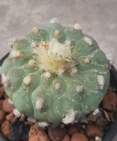 Lophophora echinata