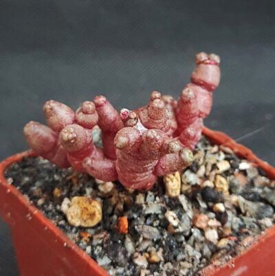 Mammillaria Bocasana Fred