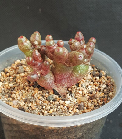 Mammillaria Bocasana Fred