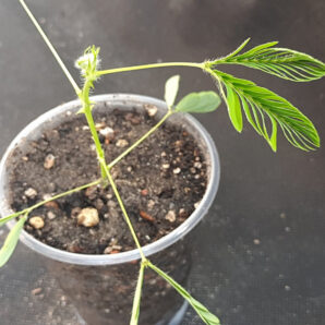 Mimosa Pudica | 6