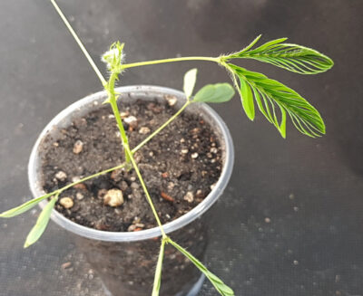 Mimosa Pudica