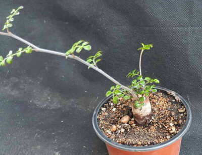 Operculicarya decaryi