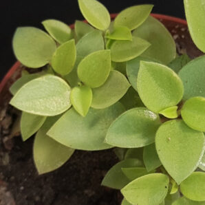 Peperomia orba 'Pixie Lime' | 83