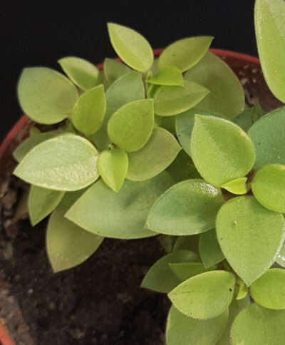 Peperomia orba 'Pixie Lime'