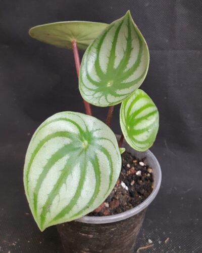 Peperomia melon (арбузная)