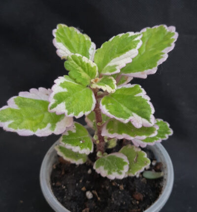 Plectranthus madagascariensis