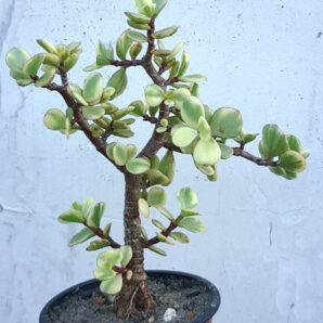 Portulacaria Afra var. | 98